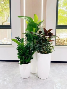 江北盆景出租方案